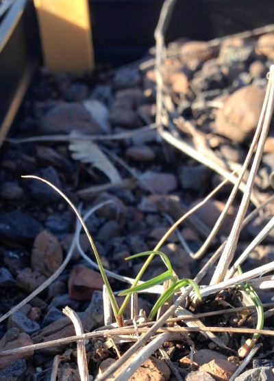 Blades of a grass called "little bluestem" are starting to emerge around last year's dried up leaves.  