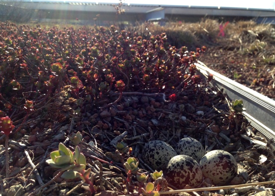 A killdeer nest on a green roof. I can't wait to see the cute little baby killdeer!