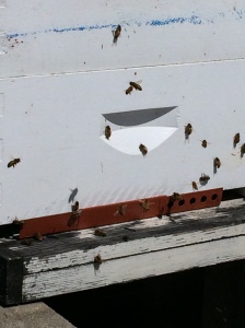 The honey bees are buzzing on the green roofs again. 