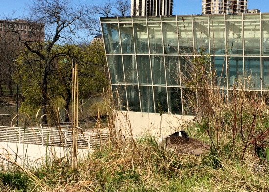 A mother goose keeps her eggs warm on one of the green roofs where I have my experiments. 