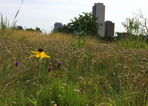 One lonely pinnate prairie coneflower blooms in my green roof prairie plot. It's trying to attract some pollinators - go little coneflower, go!