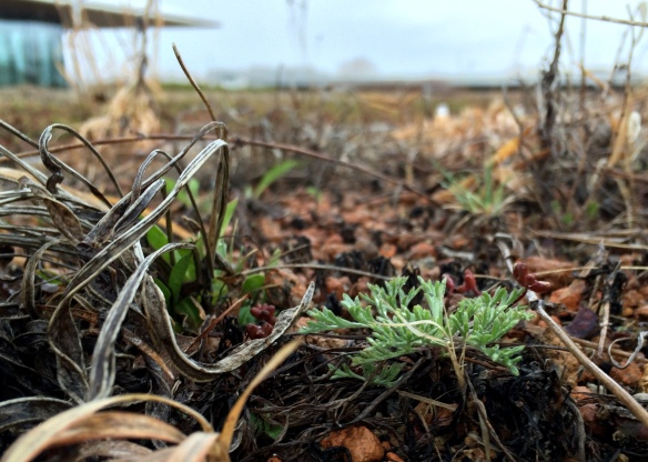 By the end of March, a few signs of life started to appear in my green roof plots.